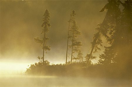 Pine trees by a lake Stock Photo - Premium Royalty-Free, Code: 640-01351800