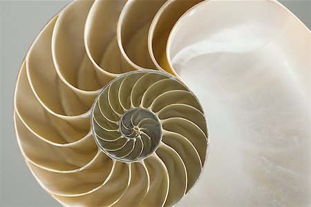 shell and nobody and object - Close-up of the cross section of a nautilus shell Stock Photo - Premium Royalty-Free, Code: 640-01351881