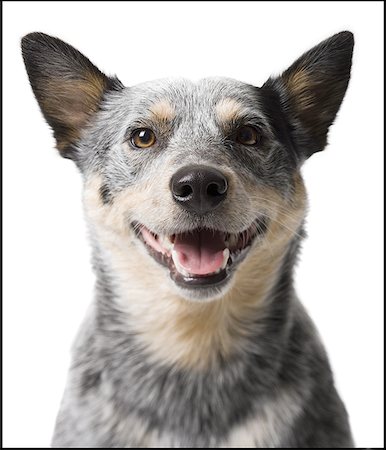 simsearch:640-01360693,k - Nahaufnahme eines Hundes Stockbilder - Premium RF Lizenzfrei, Bildnummer: 640-01352124