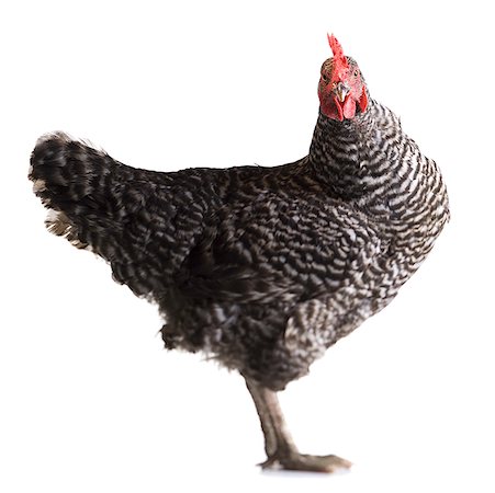 Poule Photographie de stock - Premium Libres de Droits, Code: 640-01352347