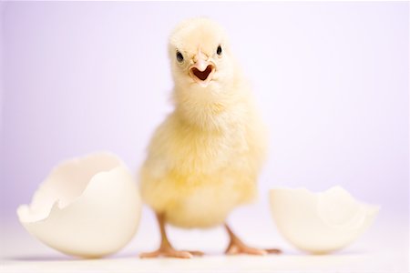 Portrait of a baby chicken beside broken white eggshell Fotografie stock - Premium Royalty-Free, Codice: 640-01352414