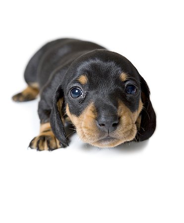 Close-up of a dachshund puppy Stock Photo - Premium Royalty-Free, Code: 640-01352503