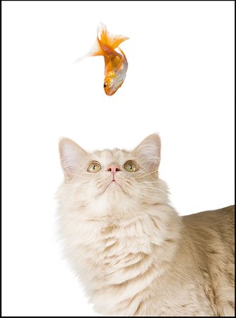 Close-up of a cat looking up at a goldfish Stock Photo - Premium Royalty-Free, Code: 640-01352674