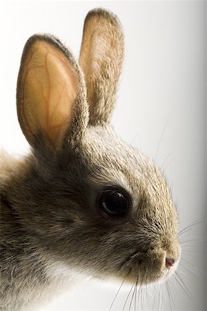 rabbit face - Rabbit face Stock Photo - Premium Royalty-Free, Code: 640-01352824