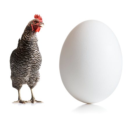 Chicken and an egg Stock Photo - Premium Royalty-Free, Code: 640-01352820