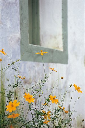 simsearch:640-02950655,k - Nahaufnahme der Blüten wachsen unter einem Fenster Stockbilder - Premium RF Lizenzfrei, Bildnummer: 640-01353056
