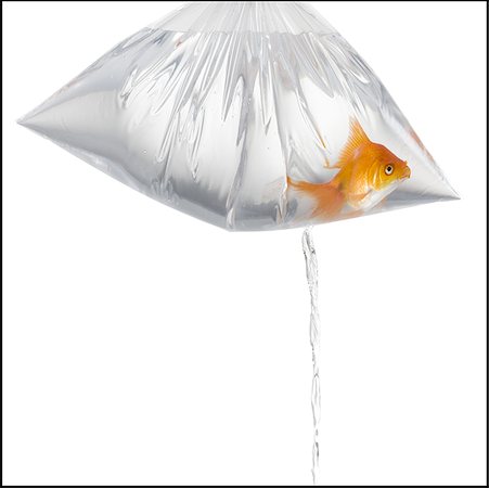 Close-up of a goldfish in a plastic bag filled with water, leaking Foto de stock - Sin royalties Premium, Código: 640-01353586