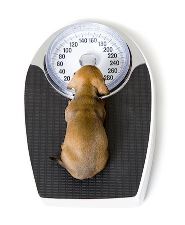 High angle view of a dachshund puppy sitting on a scale Stock Photo - Premium Royalty-Free, Code: 640-01353825