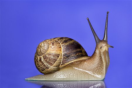 snail - Gros plan d'un escargot sur fond bleu Photographie de stock - Premium Libres de Droits, Code: 640-01364118