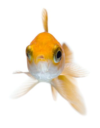 Goldfish cutout Stock Photo - Premium Royalty-Free, Code: 640-01364219
