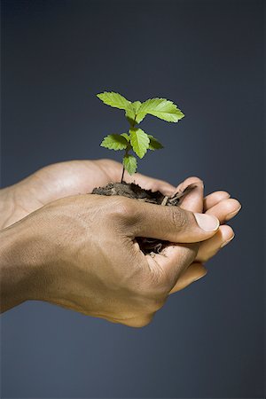 future protections to earth - Man holding a sapling Stock Photo - Premium Royalty-Free, Code: 640-01364234