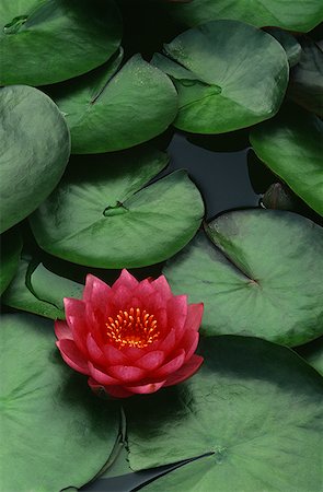 pond top view - High angle view of a flower in a pond Stock Photo - Premium Royalty-Free, Code: 640-01364232