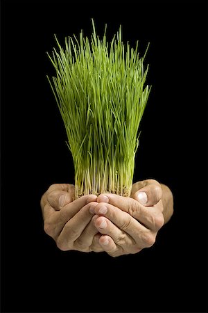 Close-up of a person holding wheat grass Foto de stock - Sin royalties Premium, Código: 640-01364418