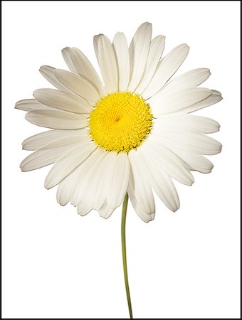 daisy cutout - Close-up of a flower Stock Photo - Premium Royalty-Free, Code: 640-01364894