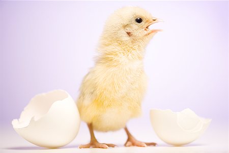 Gros plan d'un poulet de bébé à côté de la coquille d'oeuf blanc cassé Photographie de stock - Premium Libres de Droits, Code: 640-01365586