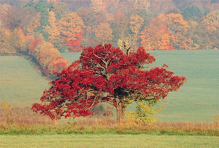 simsearch:640-01360808,k - View of a red tree in a meadow during autumn Foto de stock - Royalty Free Premium, Número: 640-01365860