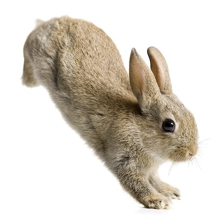 Rabbit jumping Stock Photo - Premium Royalty-Free, Code: 640-01360311