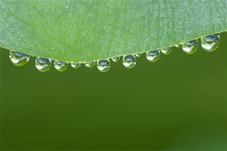 Water droplets on leaf Foto de stock - Sin royalties Premium, Código: 640-01360724