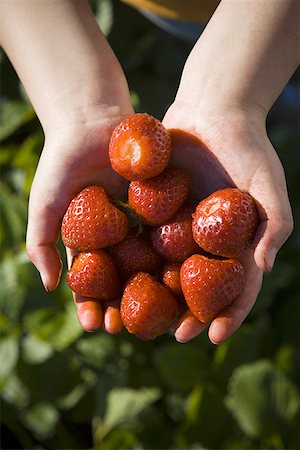 High angle view of a person's hand holding strawberries Stock Photo - Premium Royalty-Free, Code: 640-01360752