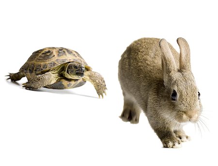 pictures rabbit turtle - Tortoise and hare racing Foto de stock - Sin royalties Premium, Código: 640-01362253