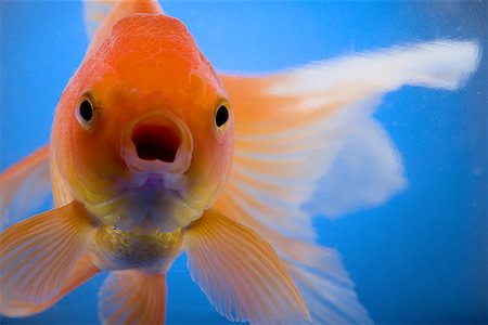goldfish mouth open