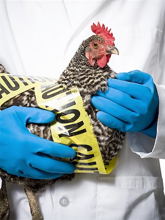 scientist white coat full body - Animal researcher holding infected chicken Stock Photo - Premium Royalty-Free, Code: 640-01362472