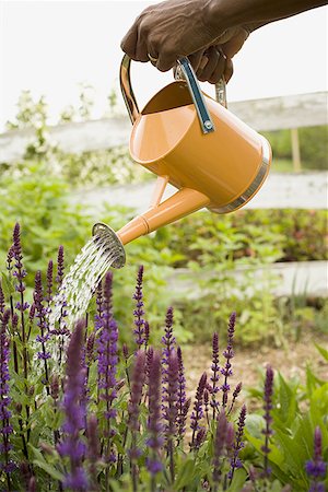 Close-up of a person's hand watering flowers Stock Photo - Premium Royalty-Free, Code: 640-01362952