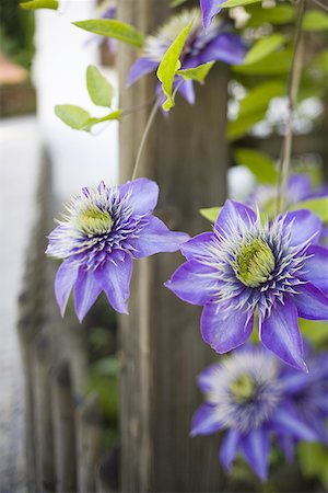 simsearch:640-01364617,k - Close-up of blue flowers Foto de stock - Sin royalties Premium, Código: 640-01363087