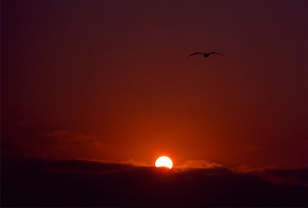 Bird flying in the sky at sunset Stock Photo - Premium Royalty-Free, Code: 640-01363409