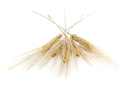 Close-up of wheat stalks Stock Photo - Premium Royalty-Free, Code: 640-01363863