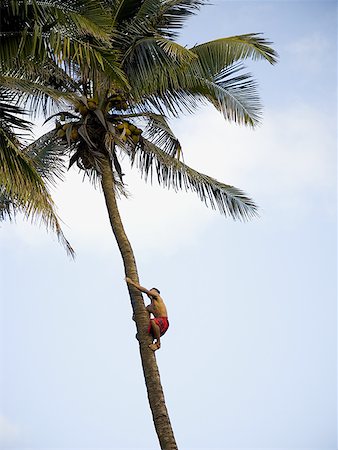 simsearch:640-02773714,k - Man climbing palm tree Foto de stock - Sin royalties Premium, Código: 640-01458966