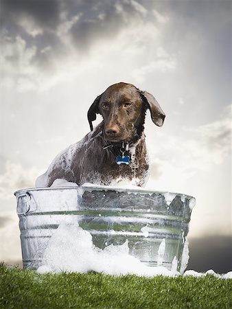 pet washing - Dog in wash basin with suds outdoors on cloudy day Stock Photo - Premium Royalty-Free, Code: 640-01574903