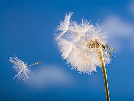 dandelion clock - Detailed view of dandelion seed with blue sky Stock Photo - Premium Royalty-Free, Code: 640-01645527