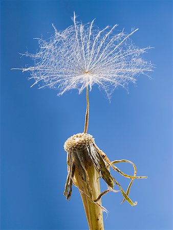 dandelion clock - Detailed view of dandelion seed with blue sky Stock Photo - Premium Royalty-Free, Code: 640-01645542