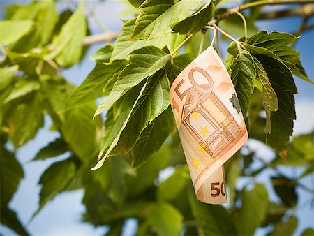 Fifty Euro banknote on tree branch with leaves Fotografie stock - Premium Royalty-Free, Codice: 640-01645760