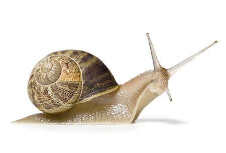 Close-up of a snail on a white background,silhouette Foto de stock - Royalty Free Premium, Número: 640-02764574