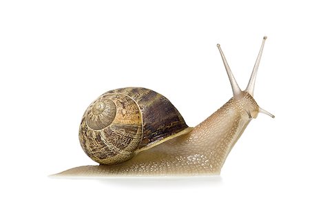 slow - Gros plan d'un escargot sur fond blanc, silhouette Photographie de stock - Premium Libres de Droits, Code: 640-02764571