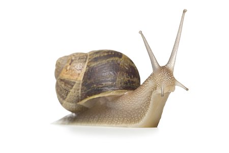 slime - Close-up of a snail on a white background,silhouette Foto de stock - Sin royalties Premium, Código: 640-02764572