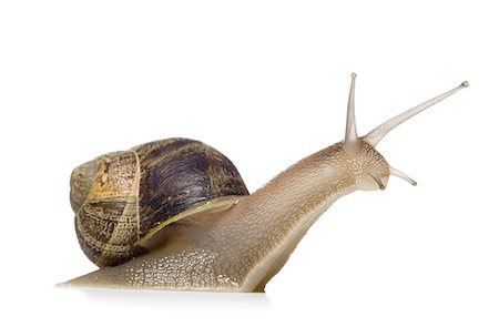 Close-up of a snail on a white background,silhouette Fotografie stock - Premium Royalty-Free, Codice: 640-02764573