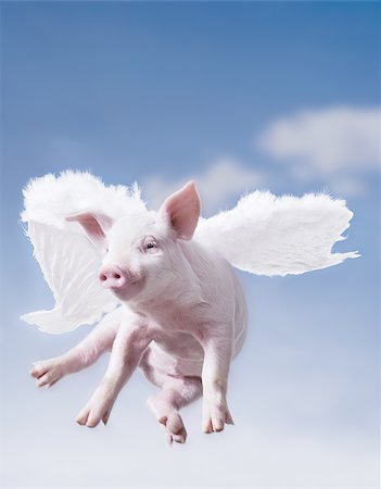 simsearch:640-02772248,k - Pig with wings flying with blue sky Foto de stock - Sin royalties Premium, Código: 640-02765118