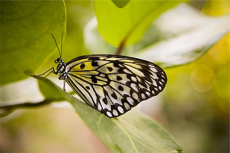 Close-up of a butterfly on a leaf Stock Photo - Premium Royalty-Free, Code: 640-02766514