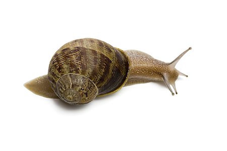escargot - Gros plan d'un escargot sur fond blanc Photographie de stock - Premium Libres de Droits, Code: 640-02766736