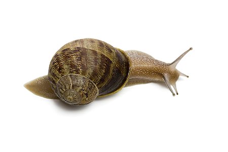 snail - Close-up of a snail on a white background Foto de stock - Sin royalties Premium, Código: 640-02766736