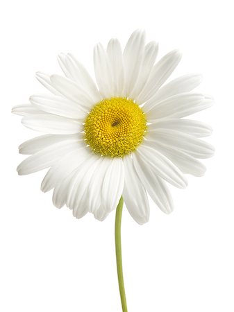 daisy on white - Close-up of a flower Stock Photo - Premium Royalty-Free, Code: 640-02766918