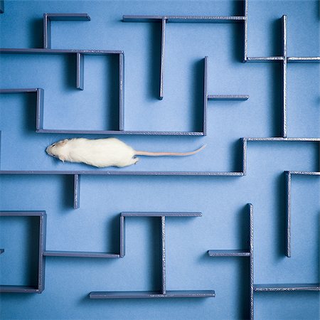 Gros plan d'une souris dans un labyrinthe Photographie de stock - Premium Libres de Droits, Code: 640-02767586
