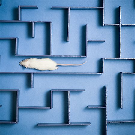 Close-up of a mouse in a maze Fotografie stock - Premium Royalty-Free, Codice: 640-02767586