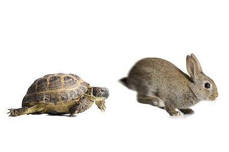 Tortoise and hare racing Foto de stock - Sin royalties Premium, Código: 640-02768698