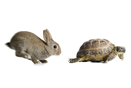 pictures rabbit turtle - Tortoise and hare racing Foto de stock - Sin royalties Premium, Código: 640-02768699
