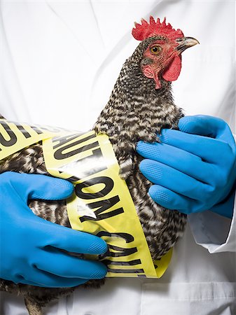 scientist white coat full body - Animal researcher holding infected chicken Stock Photo - Premium Royalty-Free, Code: 640-02768692