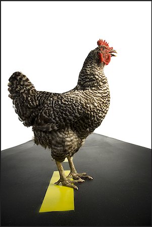 photograph of hen crossing highway - Chicken crossing road Foto de stock - Sin royalties Premium, Código: 640-02768693